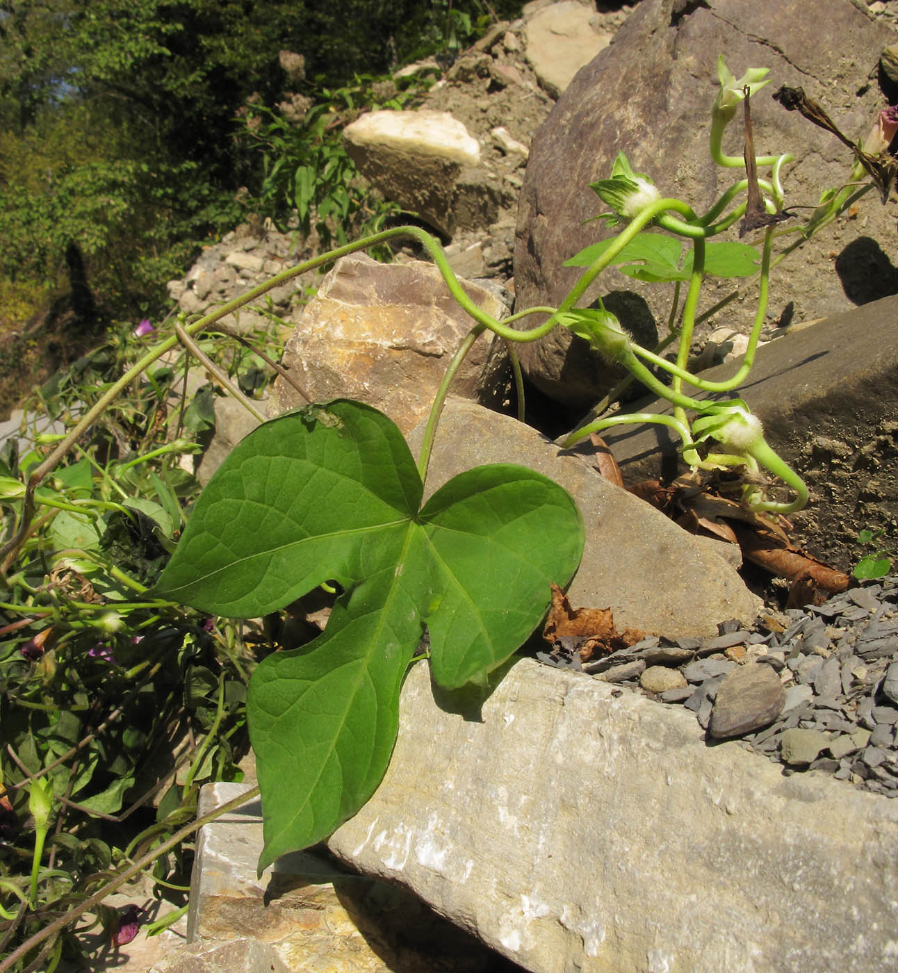 Image of Ipomoea purpurea specimen.