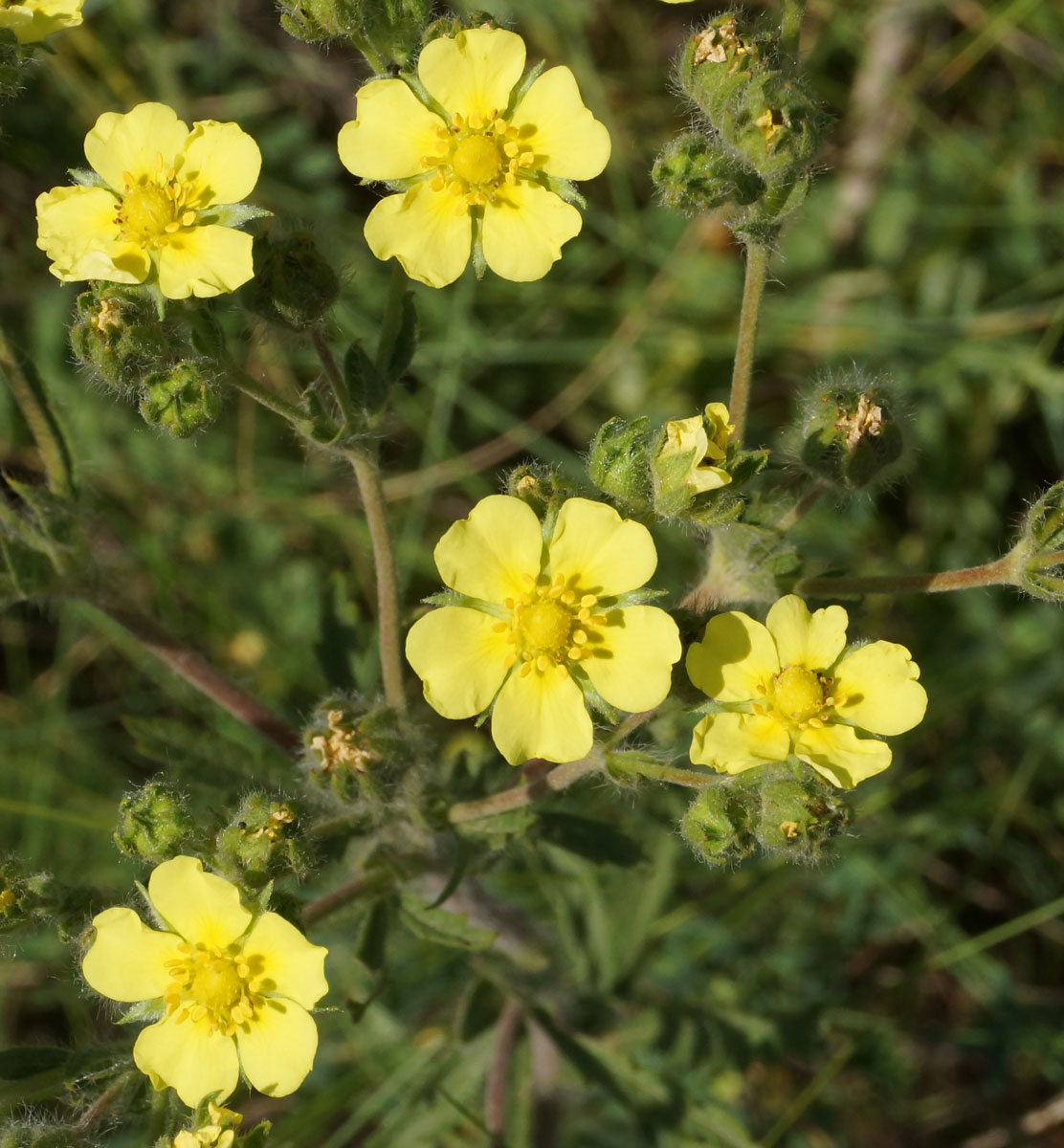 Изображение особи Potentilla recta.