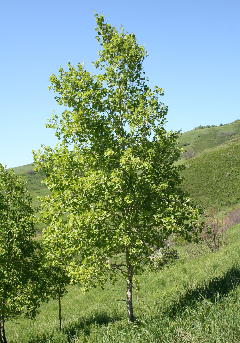 Осина обыкновенная (Populus tremula)