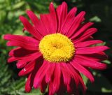 Pyrethrum coccineum