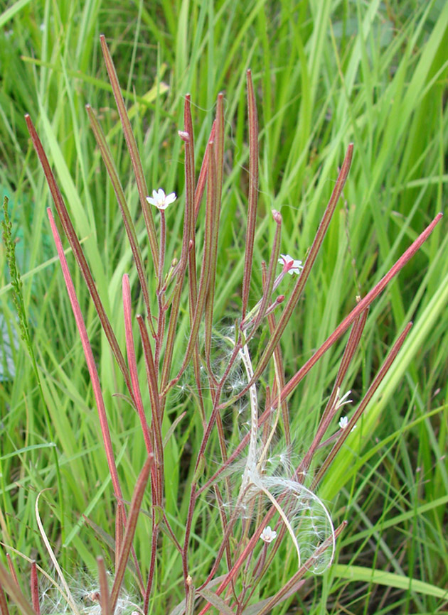 Image of Epilobium palustre specimen.