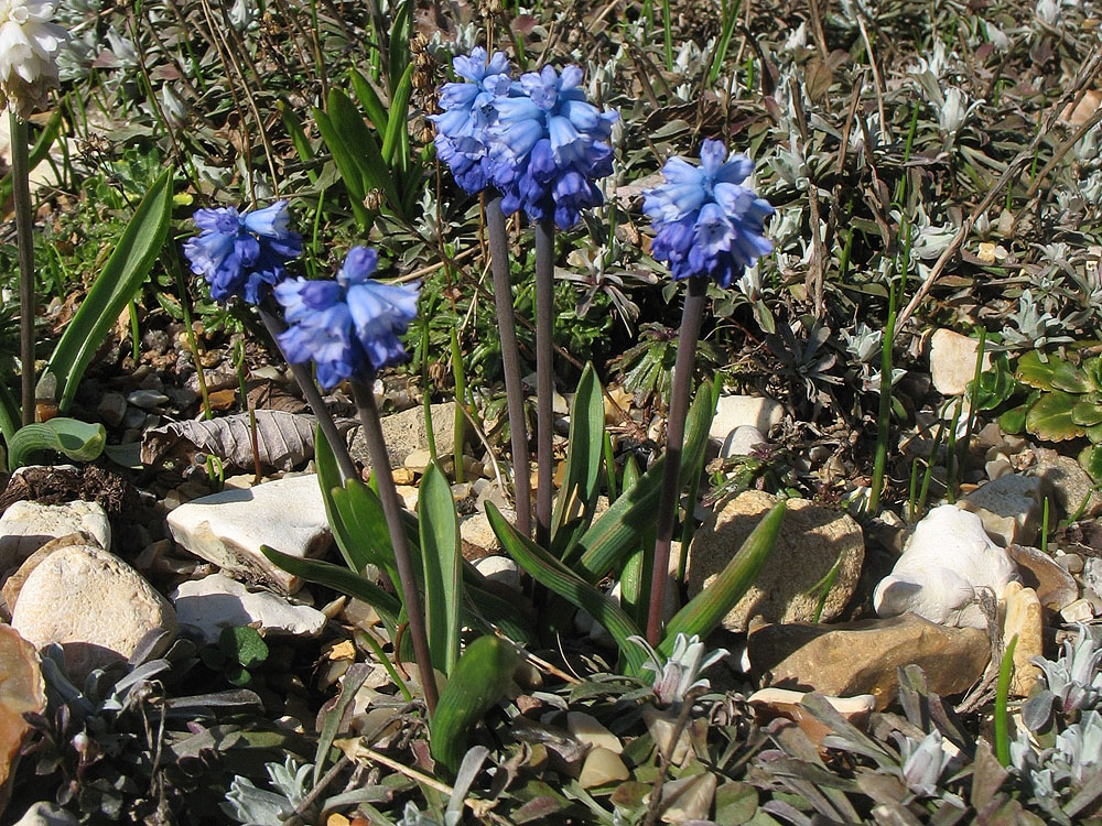 Image of Pseudomuscari azureum specimen.