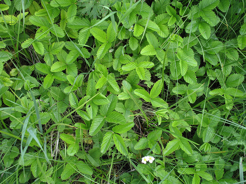 Изображение особи Fragaria viridis.