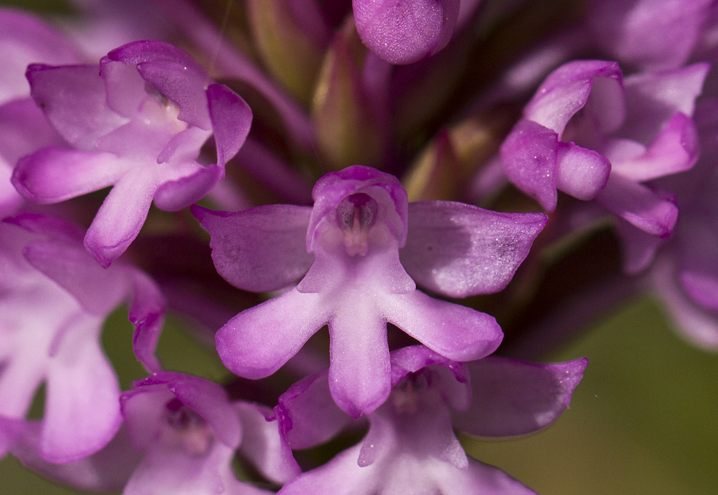 Изображение особи Anacamptis pyramidalis.