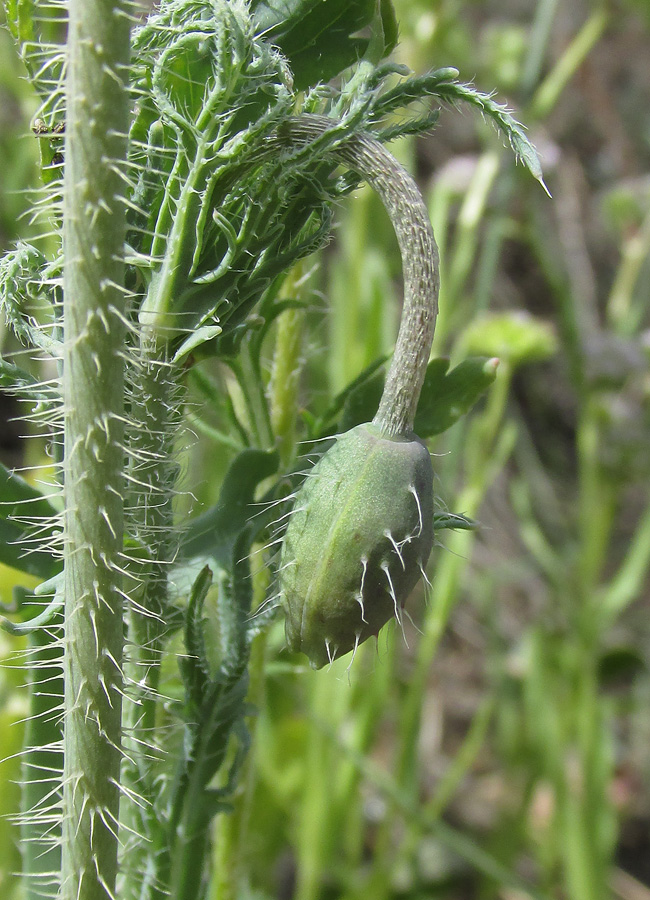 Image of Papaver laevigatum specimen.