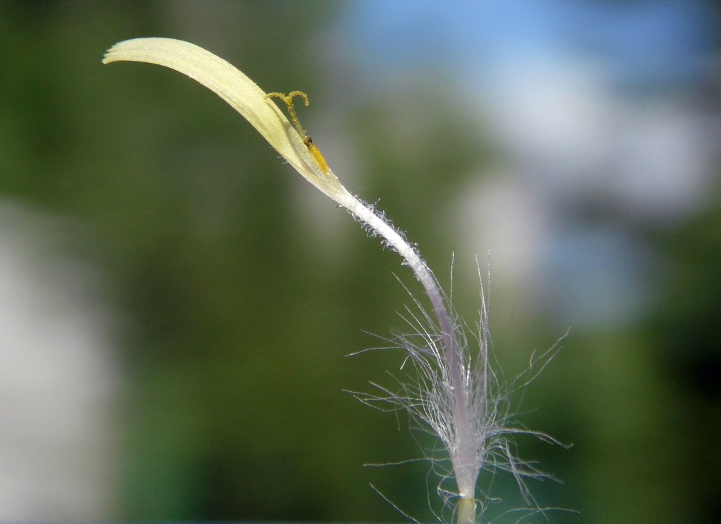 Изображение особи Sonchus oleraceus.