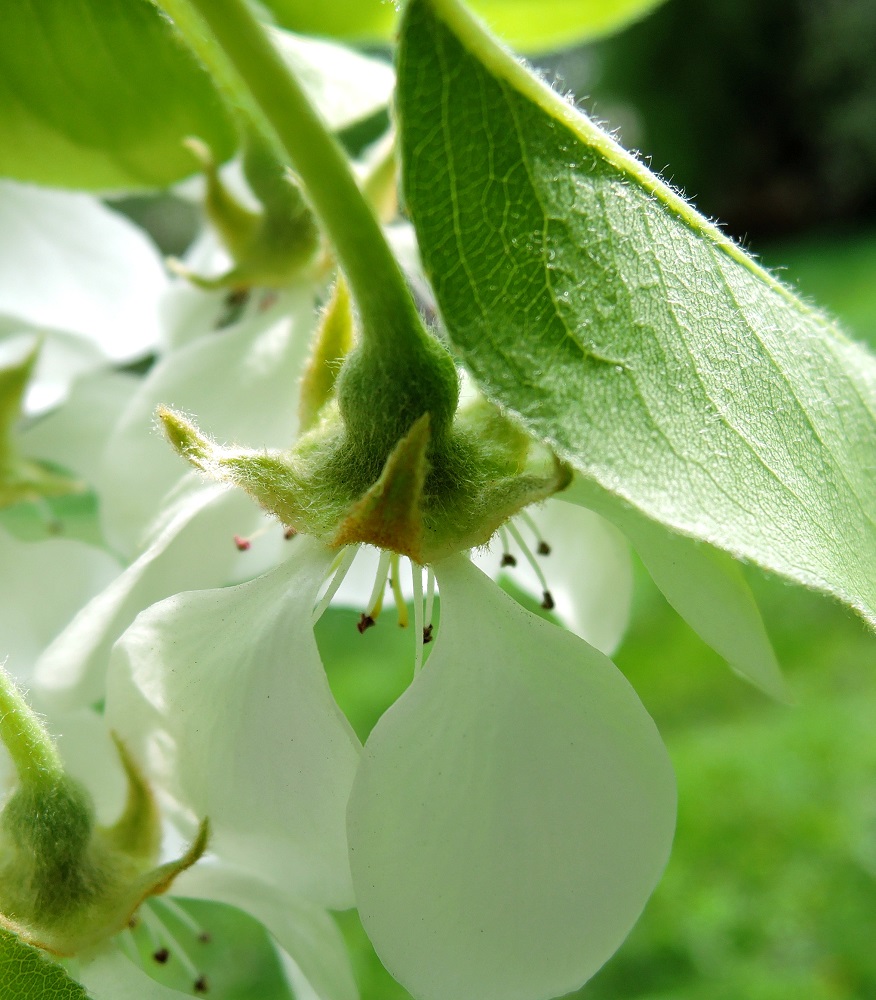 Image of Pyrus communis specimen.