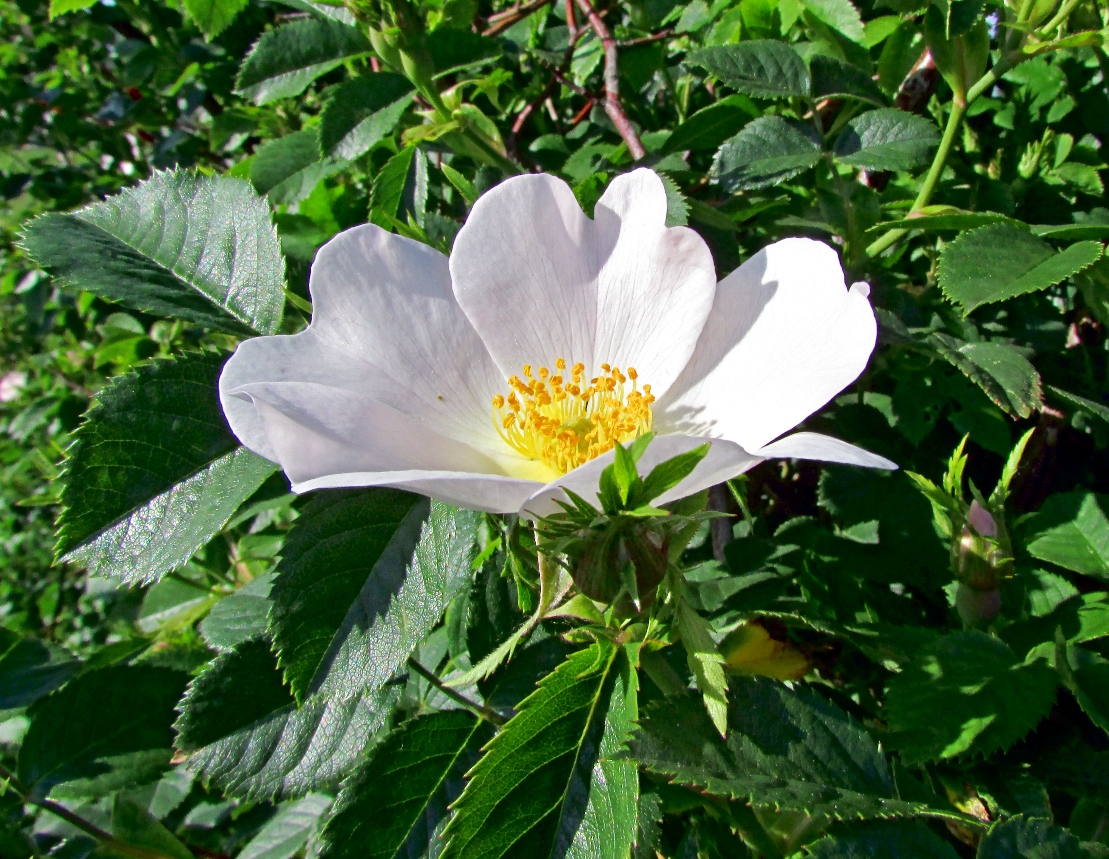 Image of Rosa corymbifera specimen.