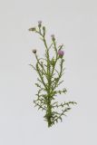 Carduus acanthoides. Верхушка цветущего растения. Республика Молдова, пригород Кишинёва. 17 июля 2009 г.