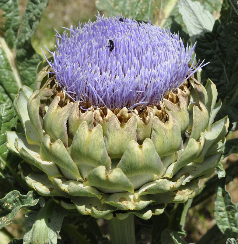 Изображение особи Cynara scolymus.