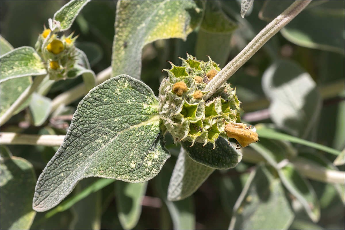 Image of Phlomis fruticosa specimen.