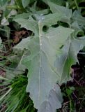 Sisymbrium loeselii. Листовая пластинка. Москва, Новогиреево, ул. Кусковская, газон, сорное. 13.05.2015.