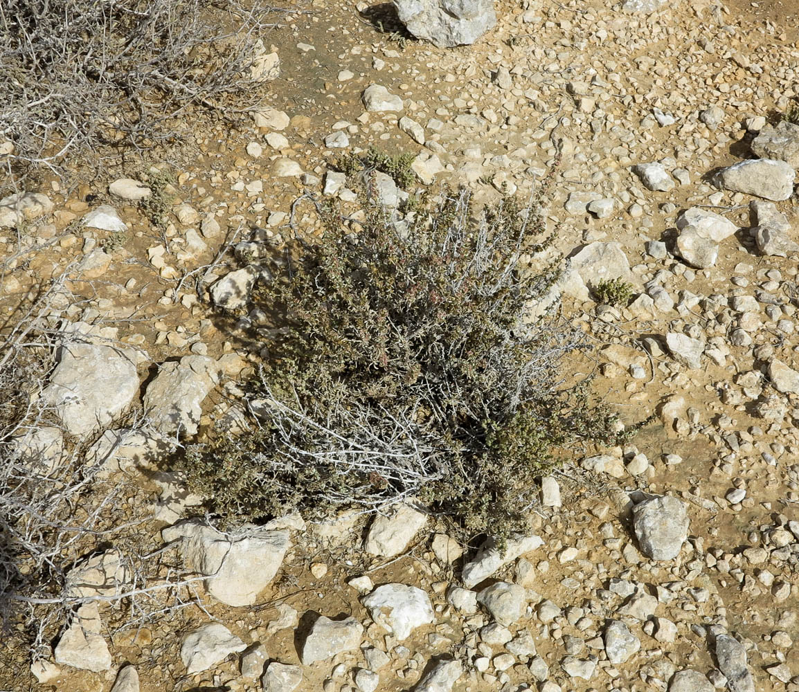 Image of Halogeton alopecuroides specimen.