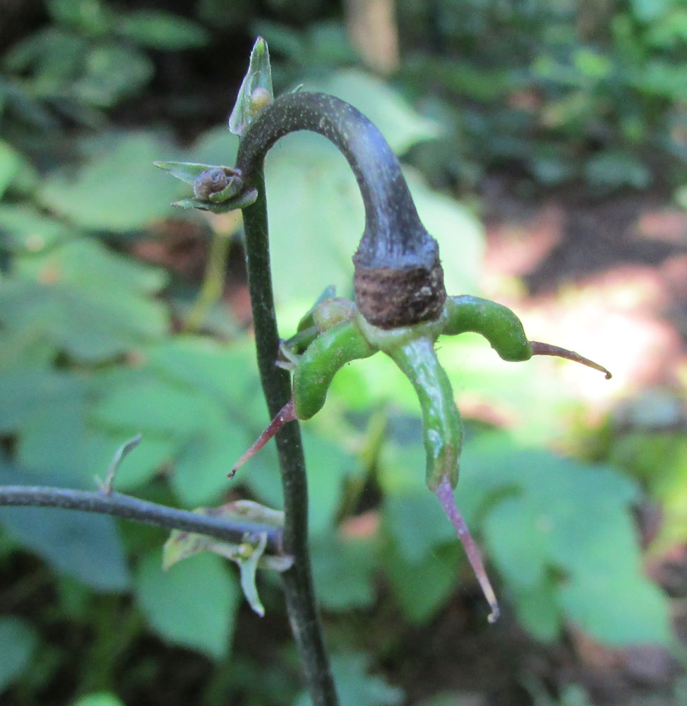 Изображение особи Anemonopsis macrophylla.