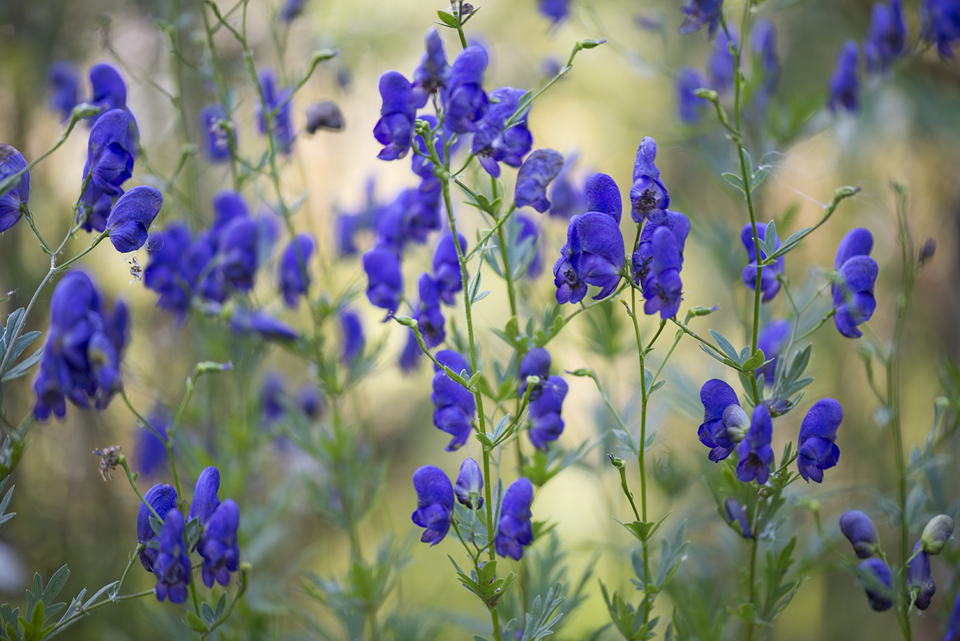 Изображение особи Aconitum &times; stoerkianum.