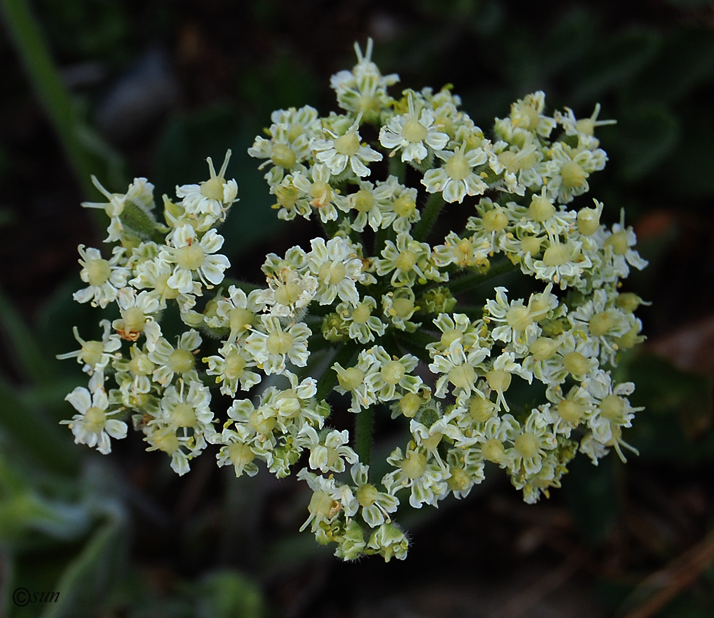 Image of Heracleum stevenii specimen.