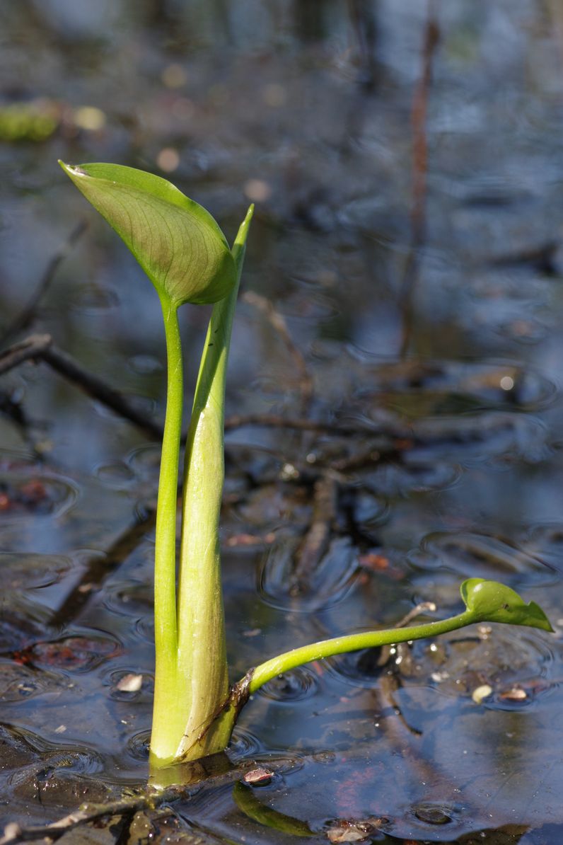 Image of Calla palustris specimen.