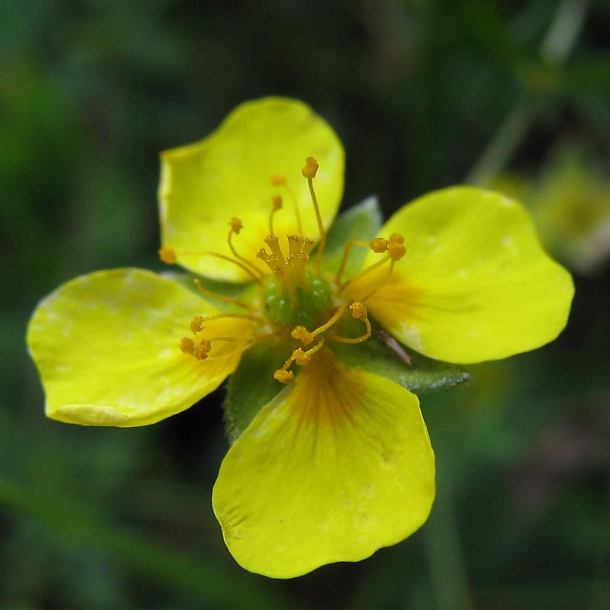 Image of Potentilla erecta specimen.