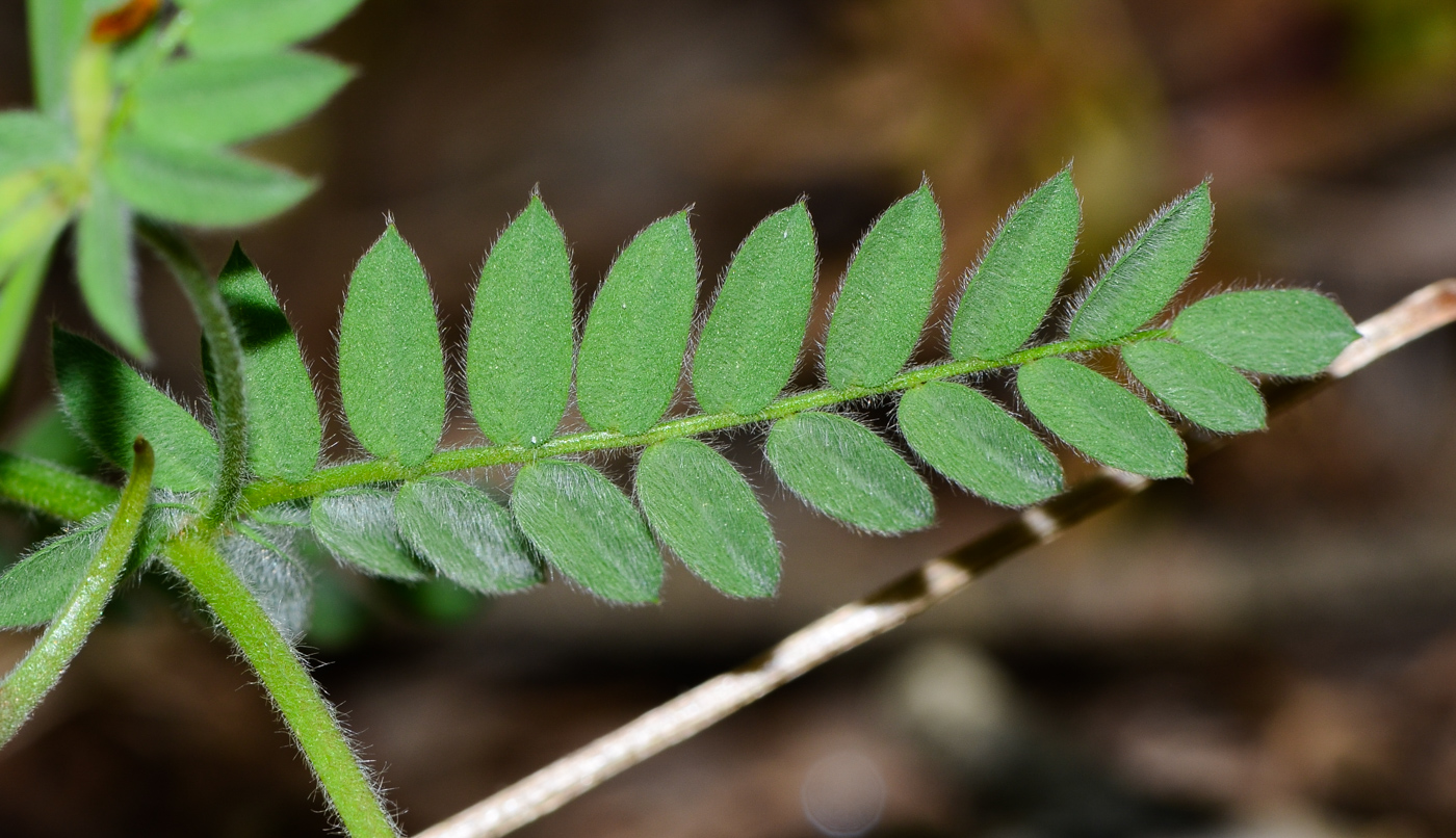 Изображение особи Ornithopus compressus.