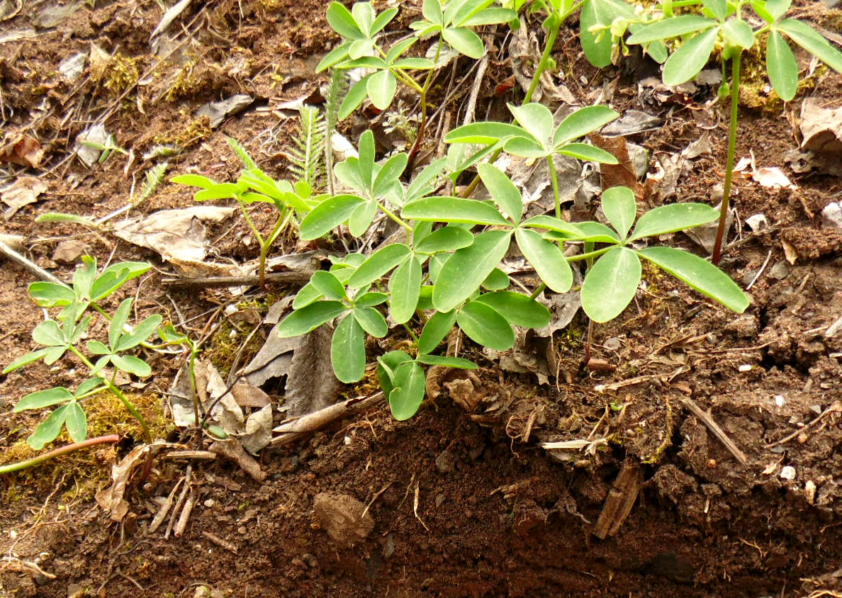 Изображение особи Gymnospermium odessanum.