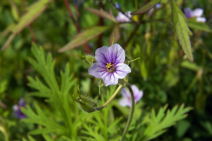 Изображение особи Erodium stephanianum.