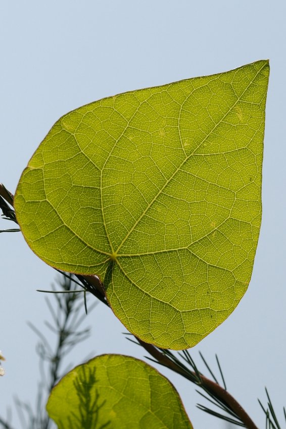 Image of Menispermum dauricum specimen.