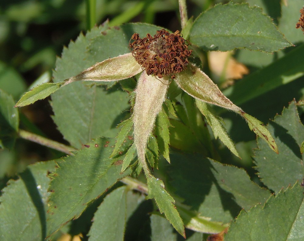 Image of genus Rosa specimen.