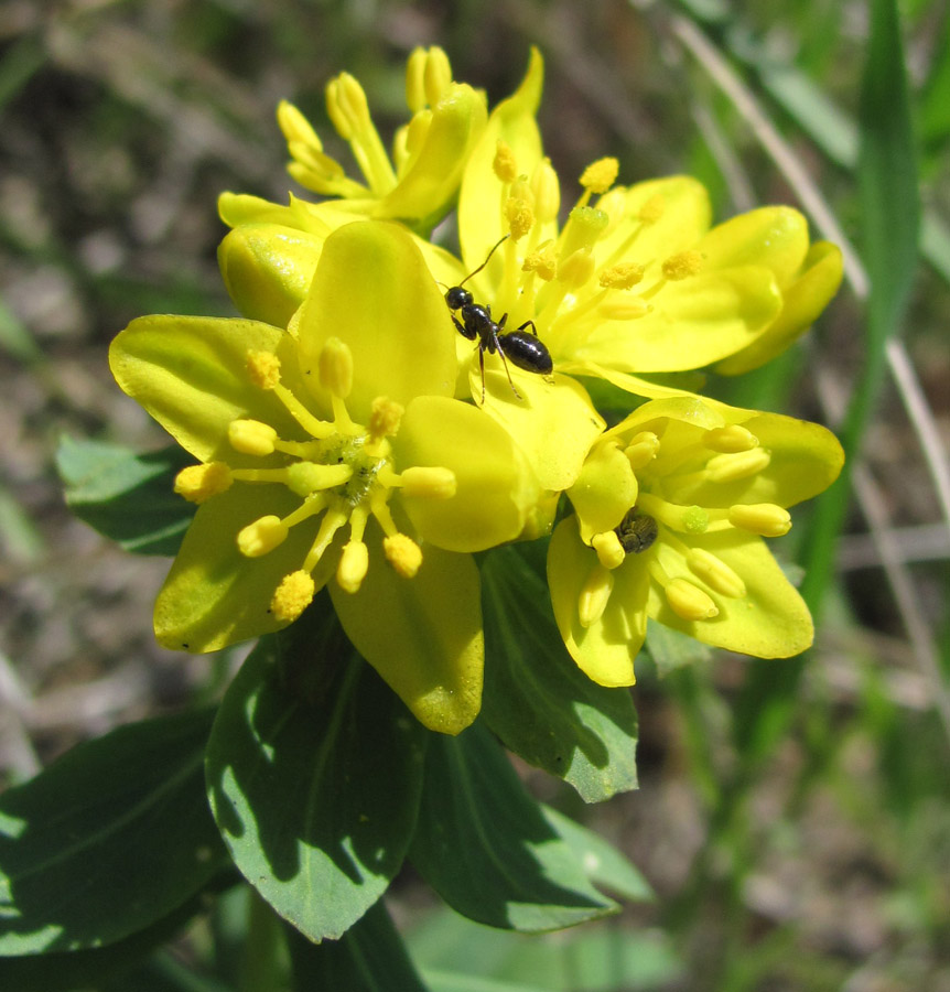 Image of Haplophyllum thesioides specimen.