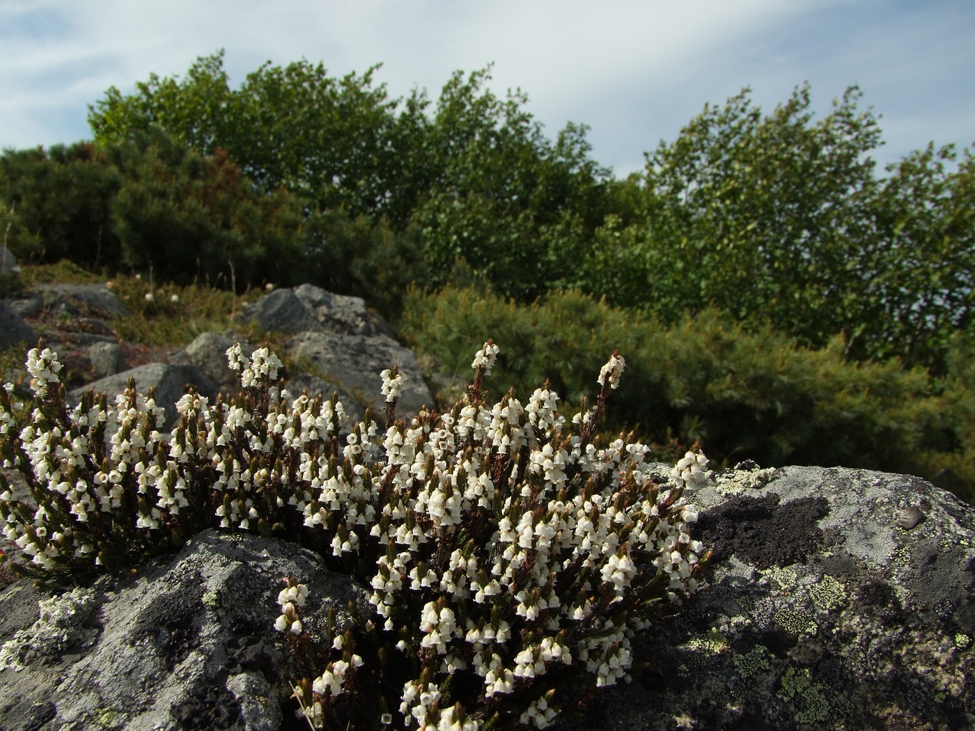 Изображение особи Cassiope ericoides.