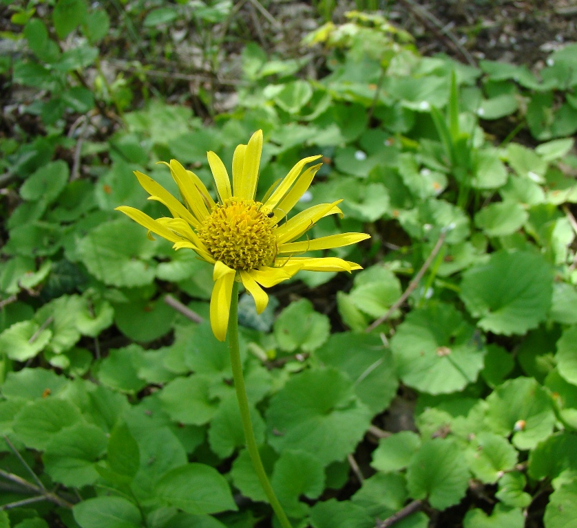 Изображение особи Doronicum orientale.