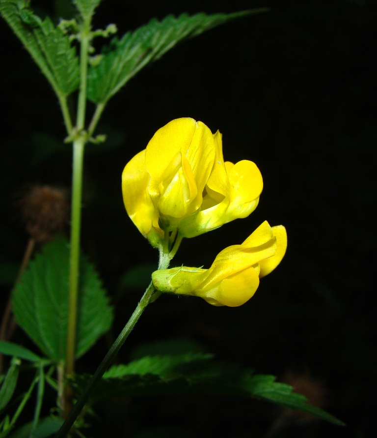 Изображение особи Lathyrus pratensis.