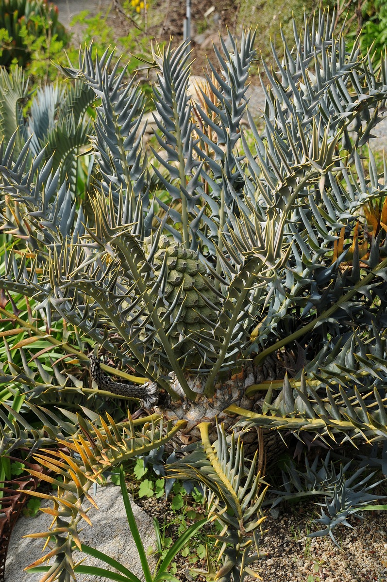 Image of Encephalartos horridus specimen.