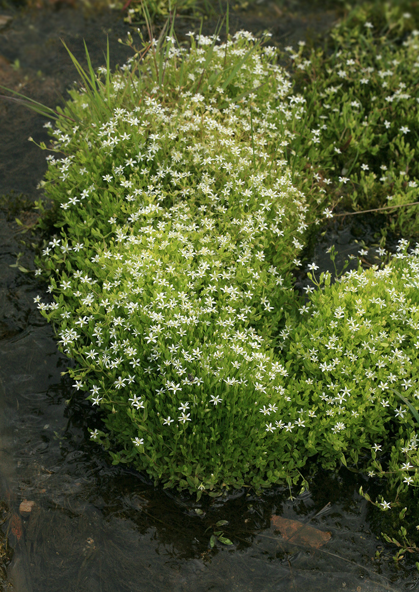 Изображение особи Stellaria crassifolia.