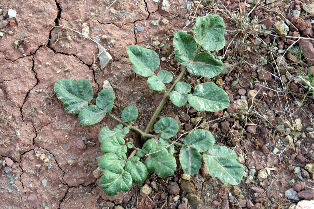 Image of Ladyginia bucharica specimen.