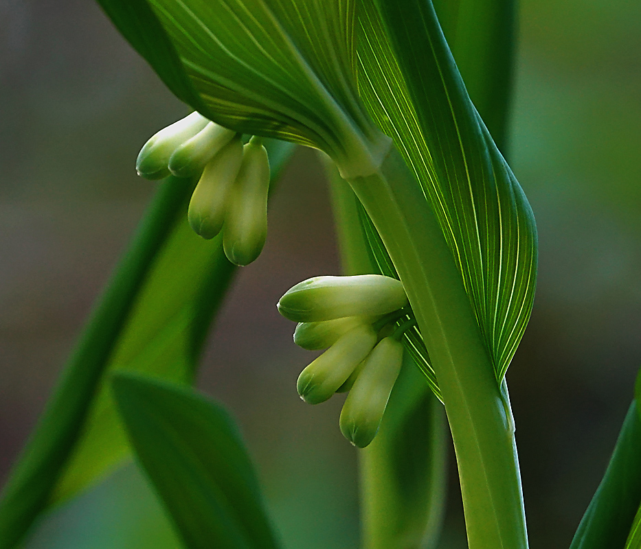 Image of Polygonatum multiflorum specimen.