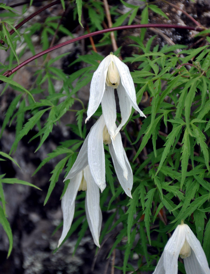 Image of Atragene sibirica specimen.