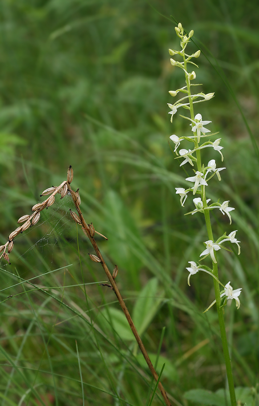 Изображение особи Platanthera bifolia.