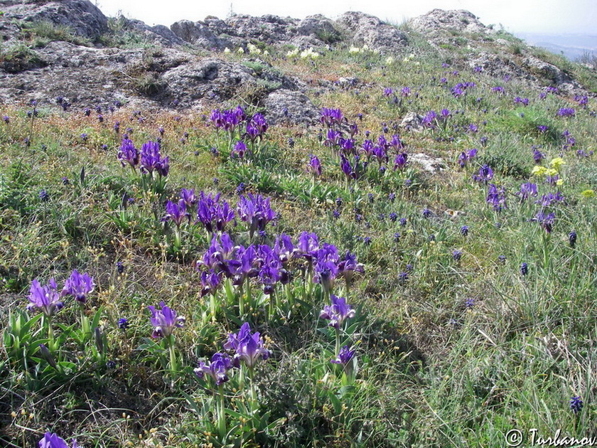 Image of Iris pumila specimen.