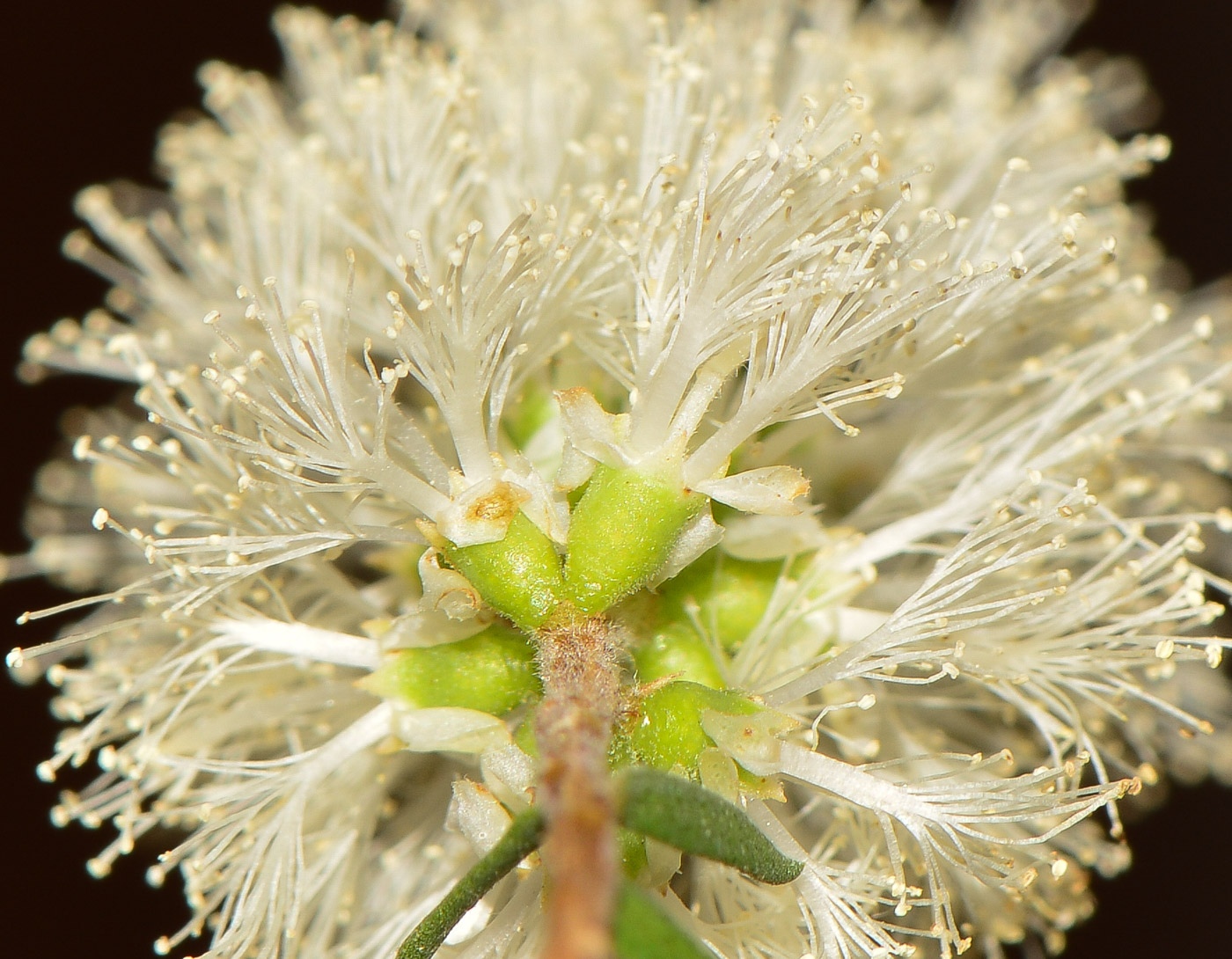 Image of Melaleuca halmaturorum specimen.