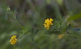 Medicago falcata. Верхушка цветущего растения. Московская обл., Одинцовский р-н, окр. дер. Волково, суходольный луг. 24.07.2017.