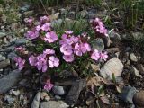 Lychnis ajanensis