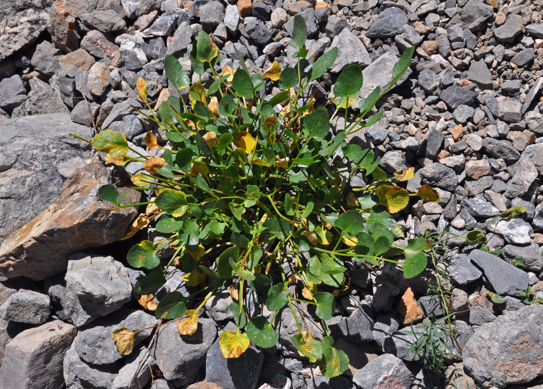 Image of Angelica ternata specimen.