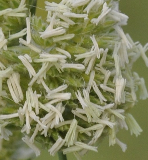 Image of Dactylis glomerata specimen.