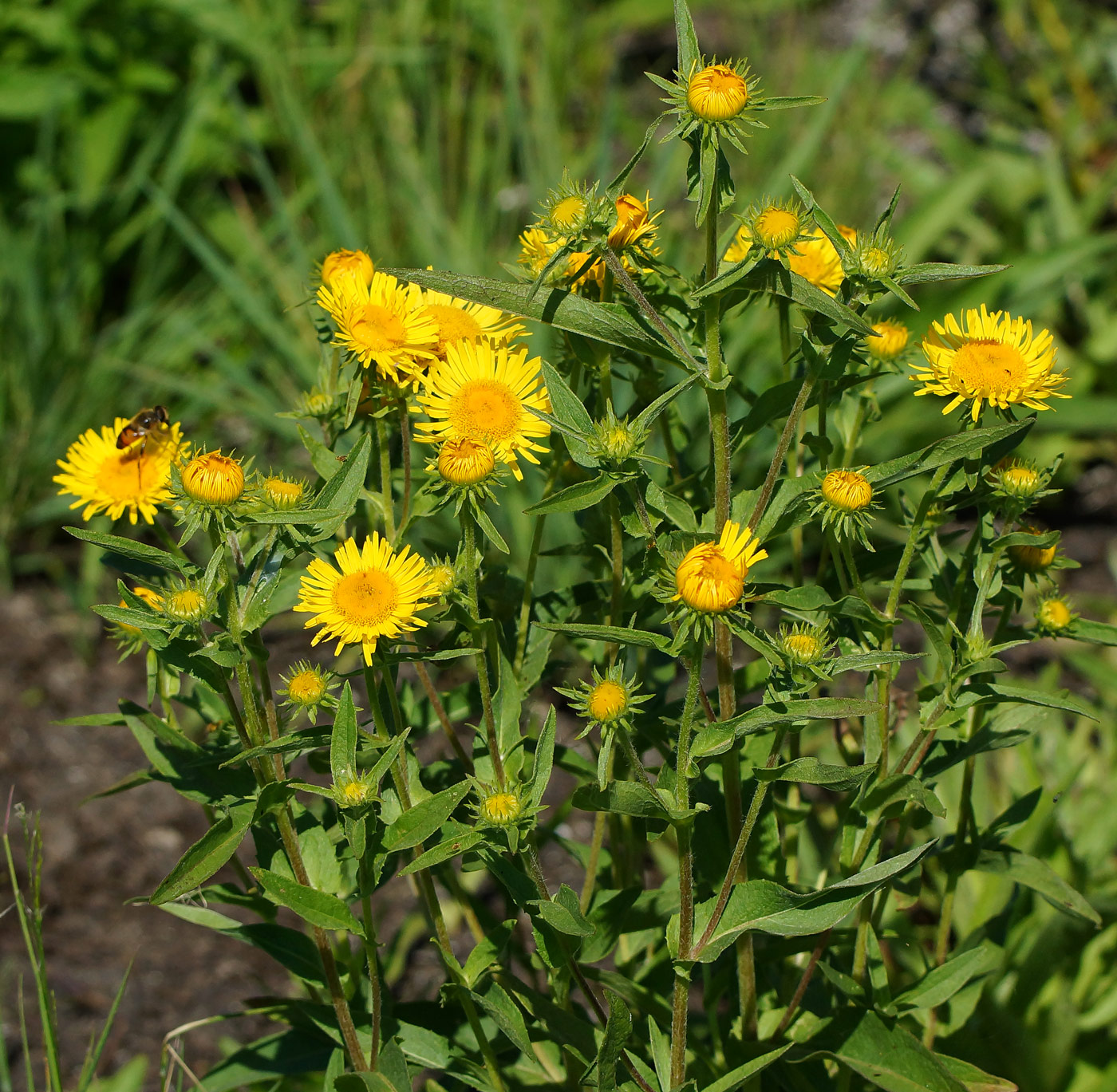 Изображение особи Inula britannica.