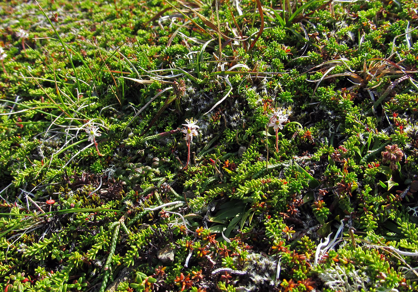 Image of Bryanthus gmelinii specimen.