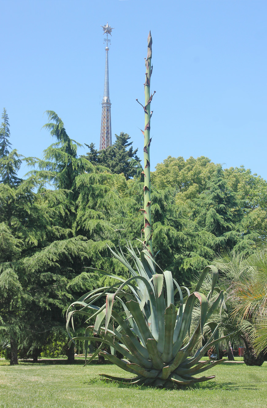 Изображение особи Agave americana.