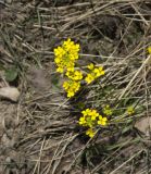 Draba sibirica. Цветущее растение. Кабардино-Балкария, Эльбрусский р-н, склон горы Чегет. 21 мая 2008 г.