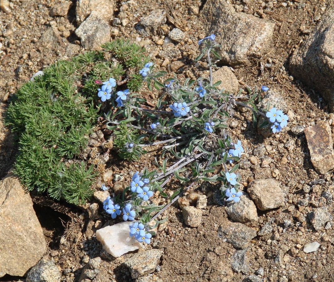 Image of Amblynotus rupestris specimen.