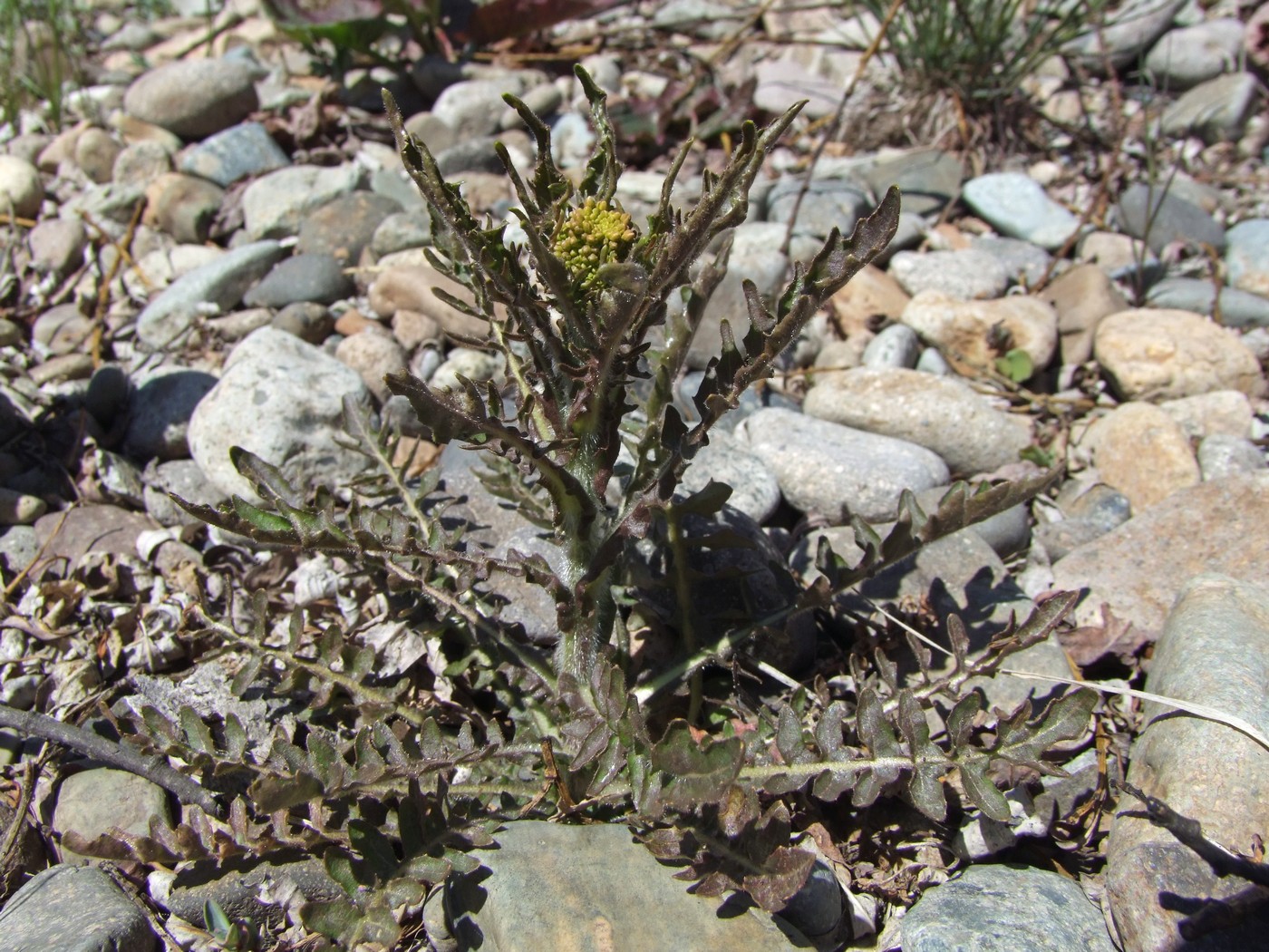 Image of Rorippa barbareifolia specimen.