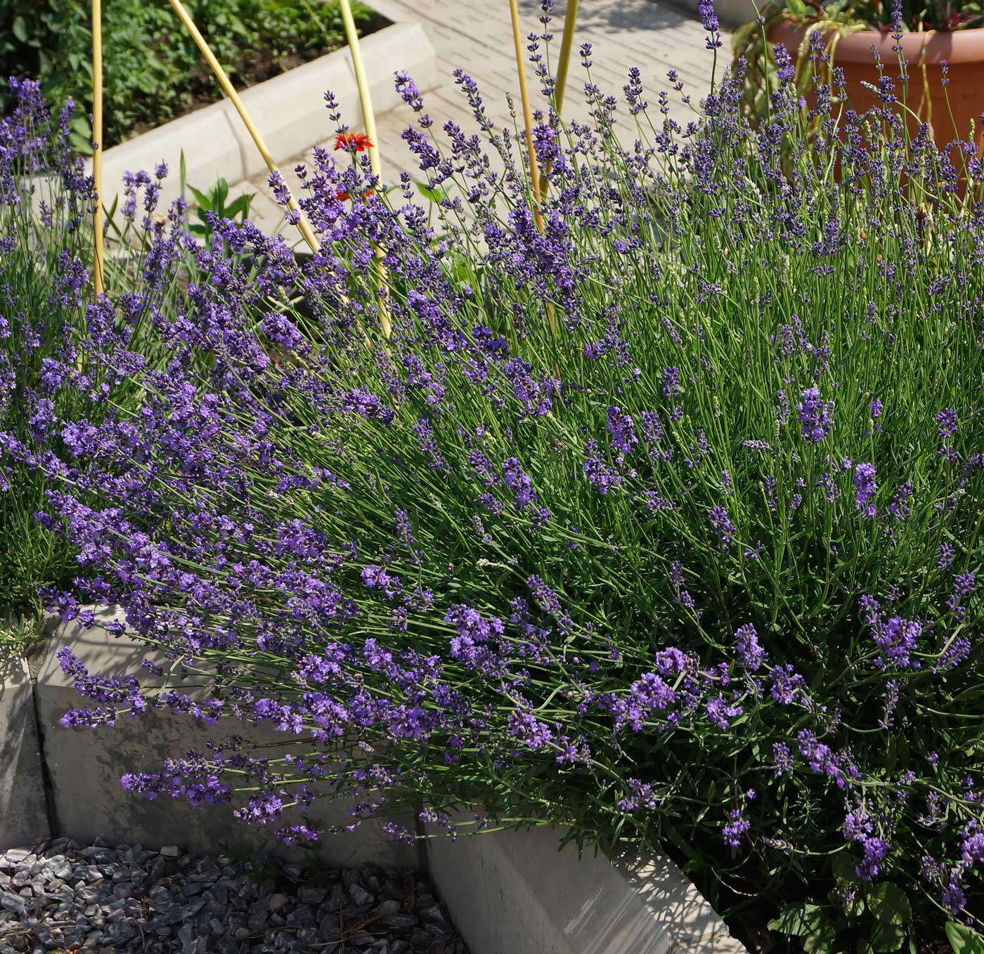 Image of Lavandula angustifolia specimen.